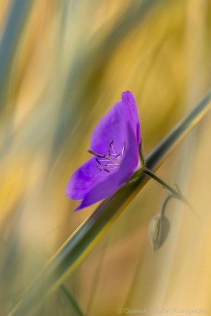 Gwénaël Courtin Photographe - photo macro de fleur
